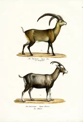 Steenbok, 1824